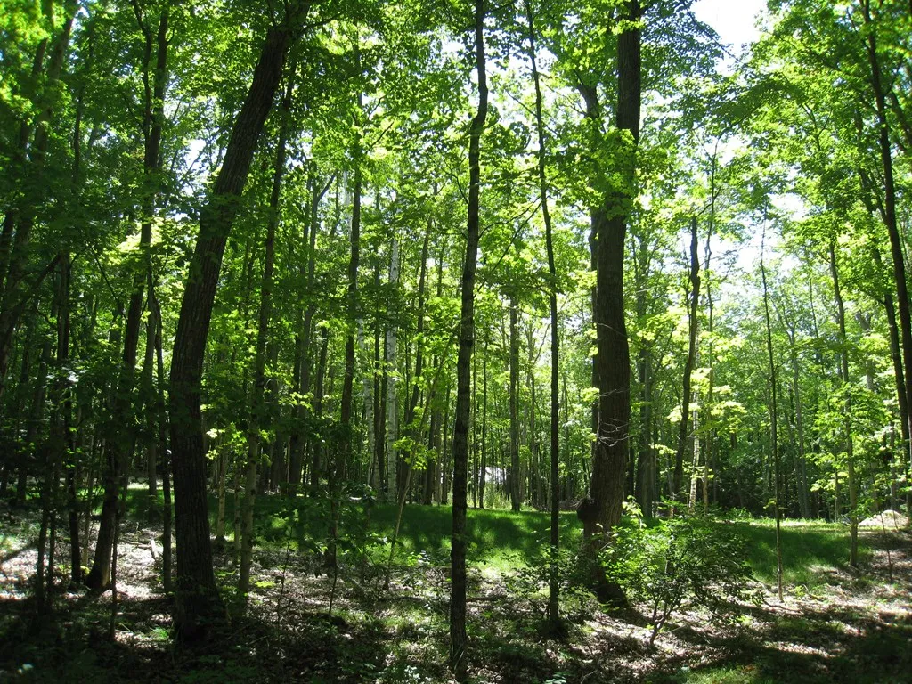 Lot 1 Birch Ln, Sturgeon Bay Wi 54235, ,Unimproved Land,For Sale,Birch Ln,142964