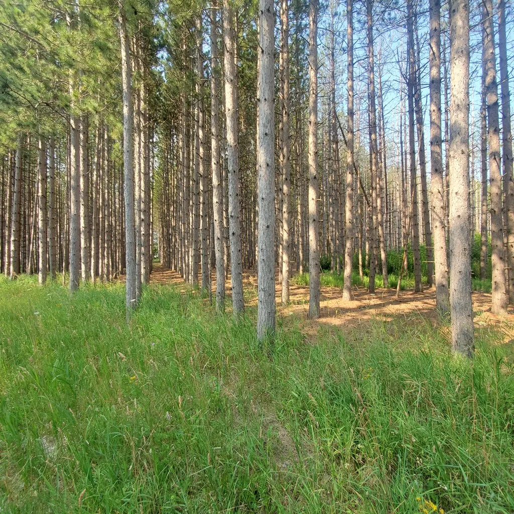 7124 Jack Pine Rd, Jacksonport Wi 54235, ,Unimproved Land,For Sale,Jack Pine Rd,142984
