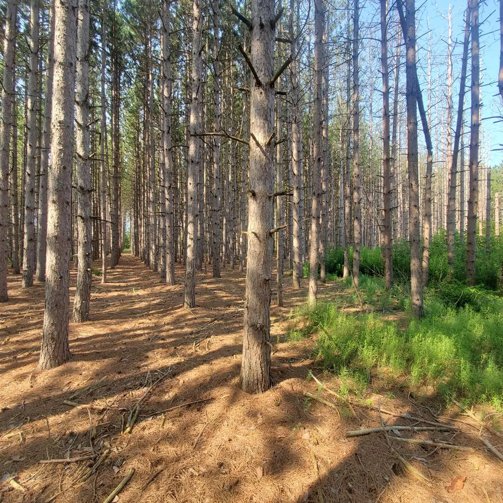 7124 Jack Pine Rd, Jacksonport Wi 54235, ,Unimproved Land,For Sale,Jack Pine Rd,142984