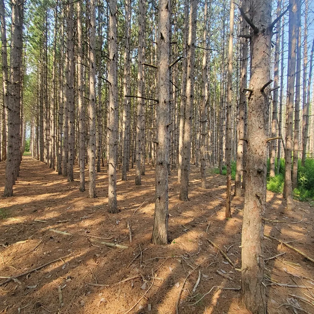 7124 Jack Pine Rd, Jacksonport Wi 54235, ,Unimproved Land,For Sale,Jack Pine Rd,142984