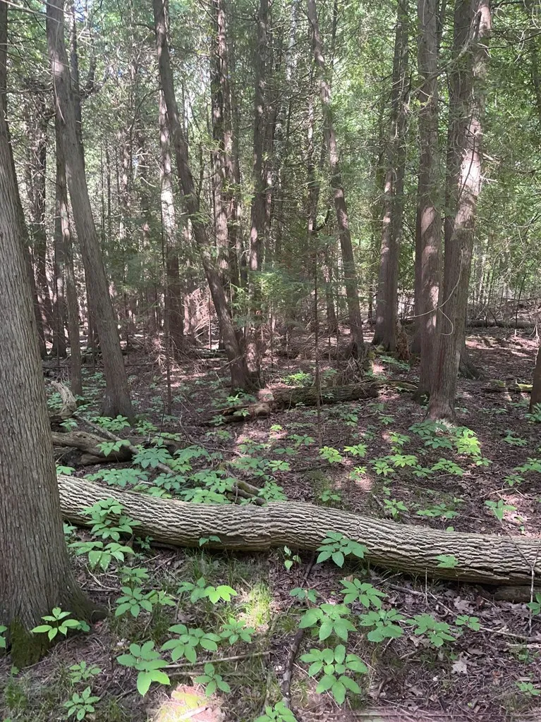 Bay Shore Dr, Town Of Egg Harbor, Wisconsin 54209, ,Unimproved Land,For Sale,Bay Shore Dr,144455