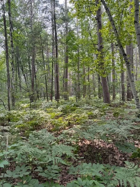 Pine Tree Rd, Sturgeon Bay, Wisconsin 54235, ,Unimproved Land,For Sale,E Pine Tree Rd,144368