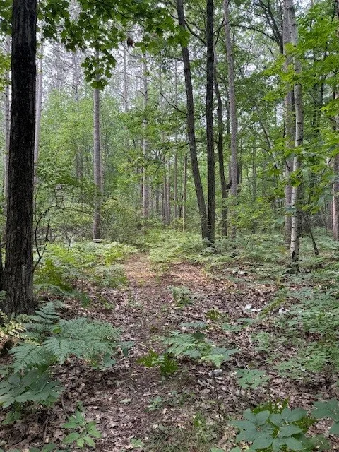 Pine Tree Rd, Sturgeon Bay, Wisconsin 54235, ,Unimproved Land,For Sale,E Pine Tree Rd,144368