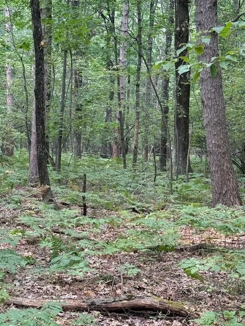 Pine Tree Rd, Sturgeon Bay, Wisconsin 54235, ,Unimproved Land,For Sale,E Pine Tree Rd,144368