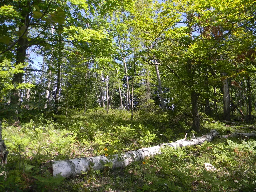 Lot #7 Lakewood Ln, Sister Bay Wi 54234, ,Unimproved Land,For Sale,Lakewood Ln,143331