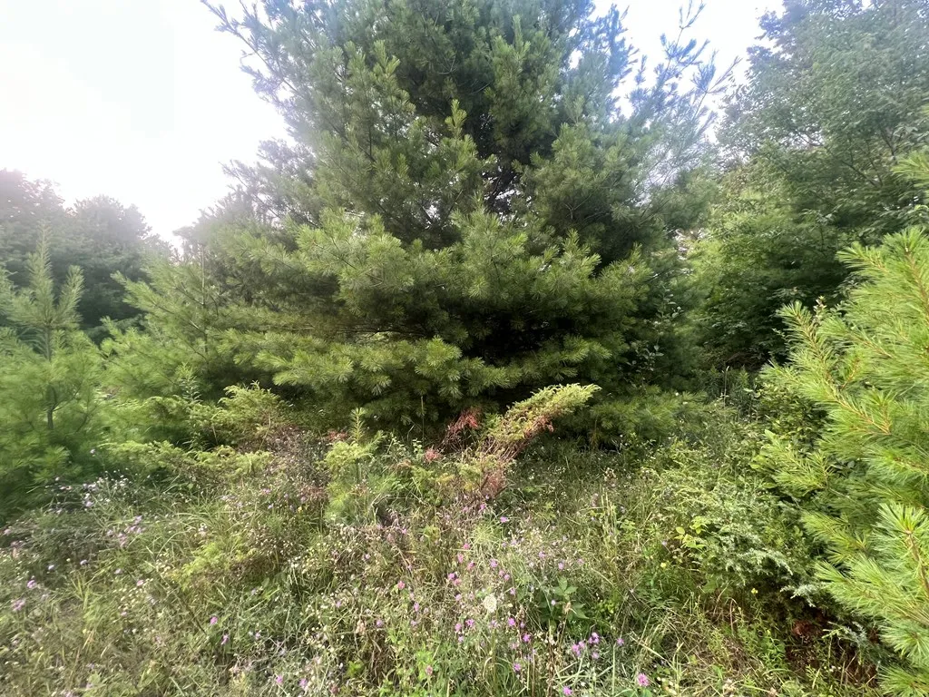 3621 Juddville Rd, Fish Creek, Wisconsin 54212, ,Unimproved Land,For Sale,Juddville Rd,144371