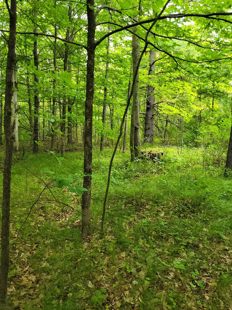 Wayside Rd, Egg Harbor Wi 54209, ,Unimproved Land,For Sale,Wayside Rd,143011