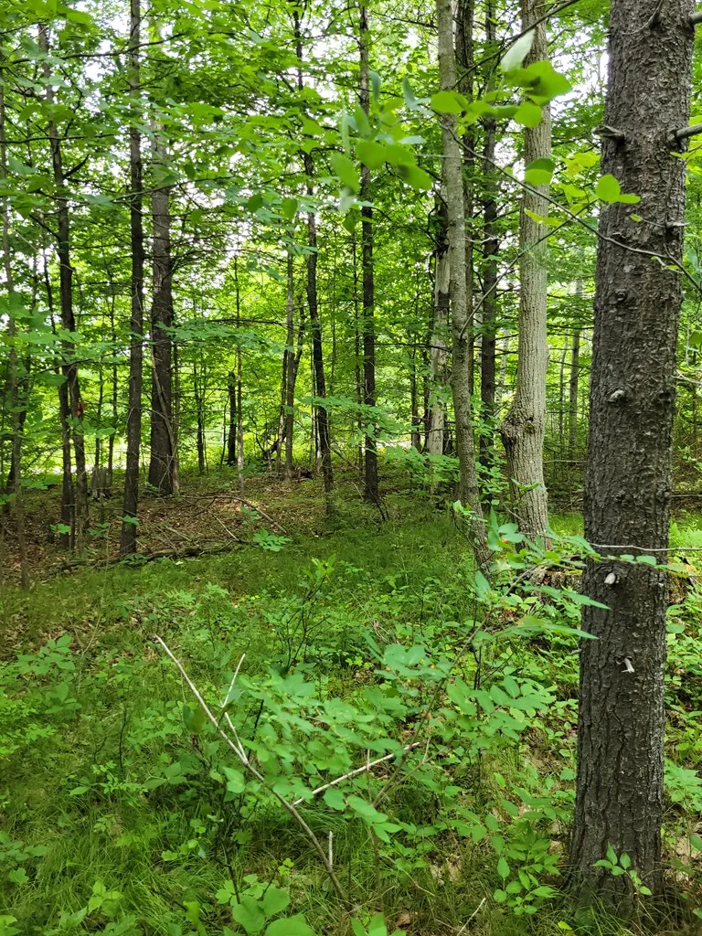 Wayside Rd, Egg Harbor Wi 54209, ,Unimproved Land,For Sale,Wayside Rd,143011