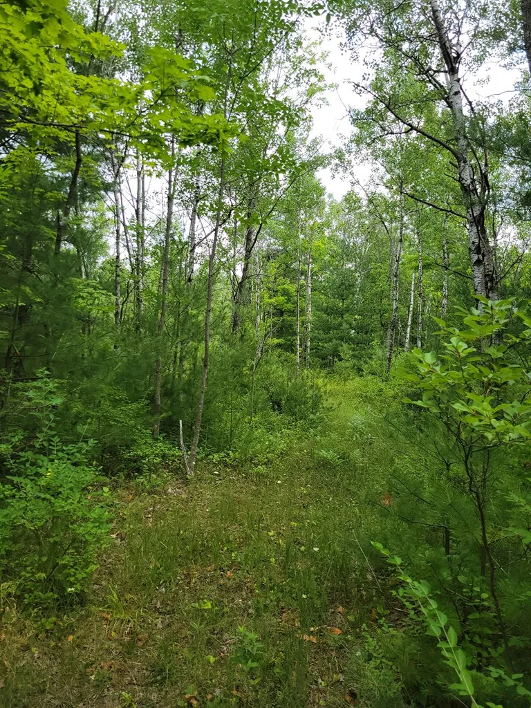 Wayside Rd, Egg Harbor Wi 54209, ,Unimproved Land,For Sale,Wayside Rd,143011
