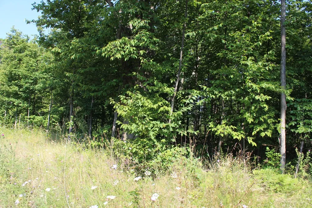 Tbd Humbug Rd, Ellison Bay, Wisconsin 54210, ,Unimproved Land,For Sale,Humbug Rd,144515
