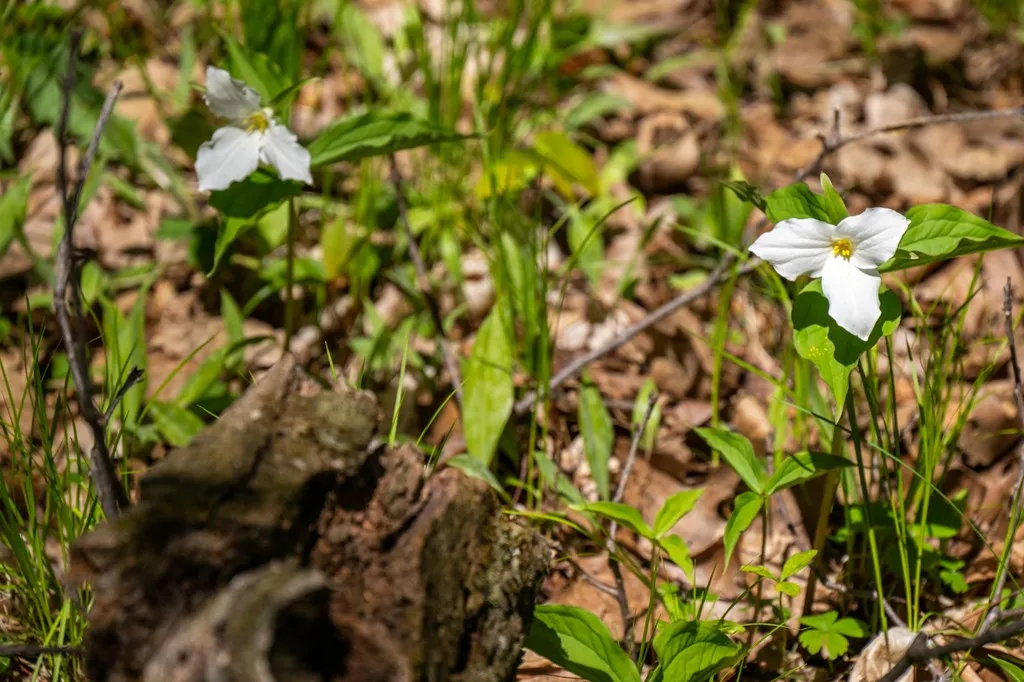 Lot 1 Meadow View Ct, Sturgeon Bay Wi 54235, ,Unimproved Land,For Sale,Meadow View Ct,141642