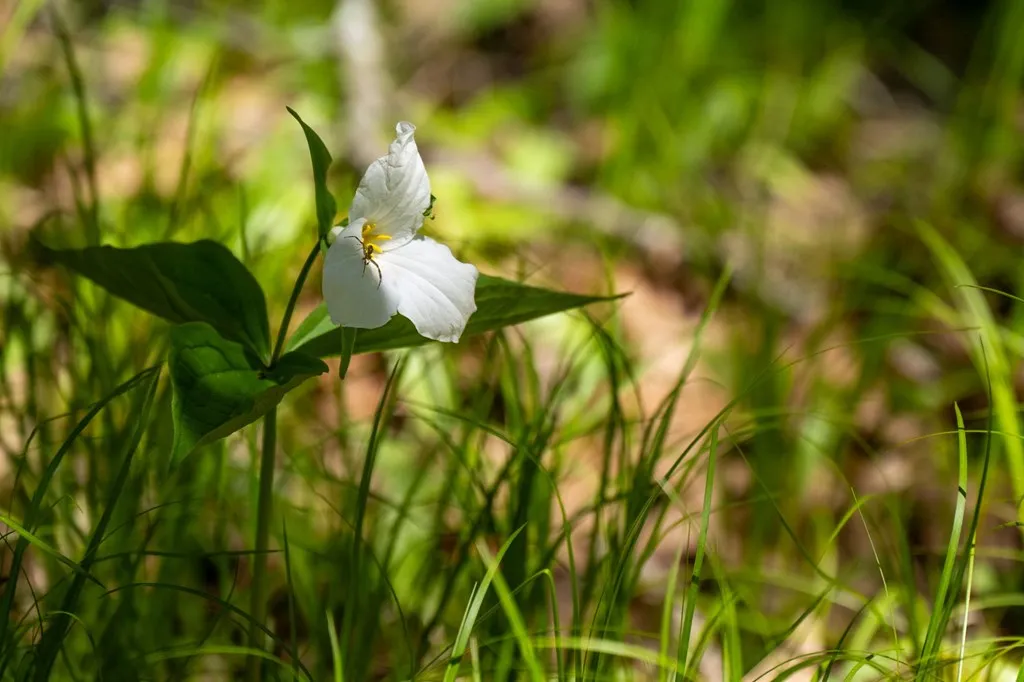 Lot 1 Meadow View Ct, Sturgeon Bay Wi 54235, ,Unimproved Land,For Sale,Meadow View Ct,141642