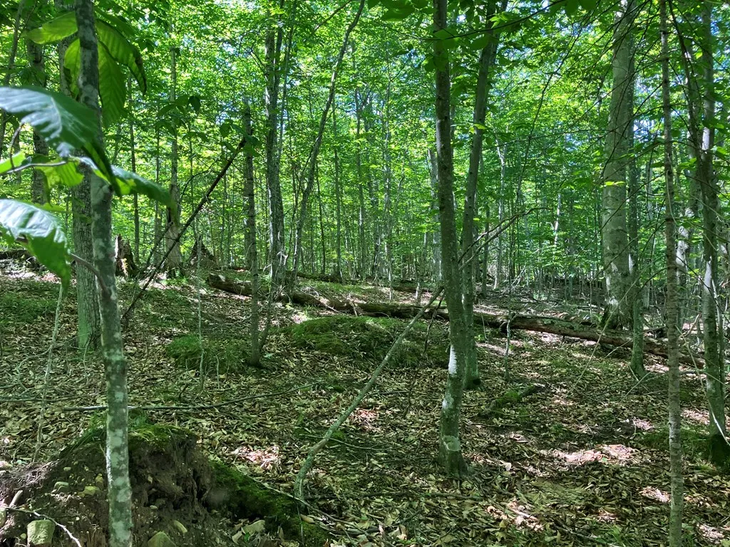 749 Isle View Rd, Ellison Bay, Wisconsin 54210, ,Unimproved Land,For Sale,Isle View Rd,144468