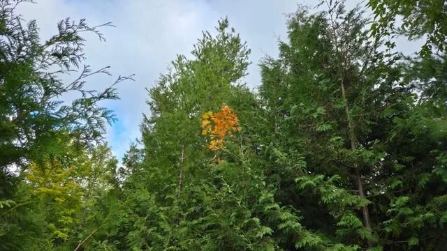 Lot 6 Wildwood Ct, Sister Bay, Wisconsin 54234, ,Unimproved Land,For Sale,Wildwood Ct,144505