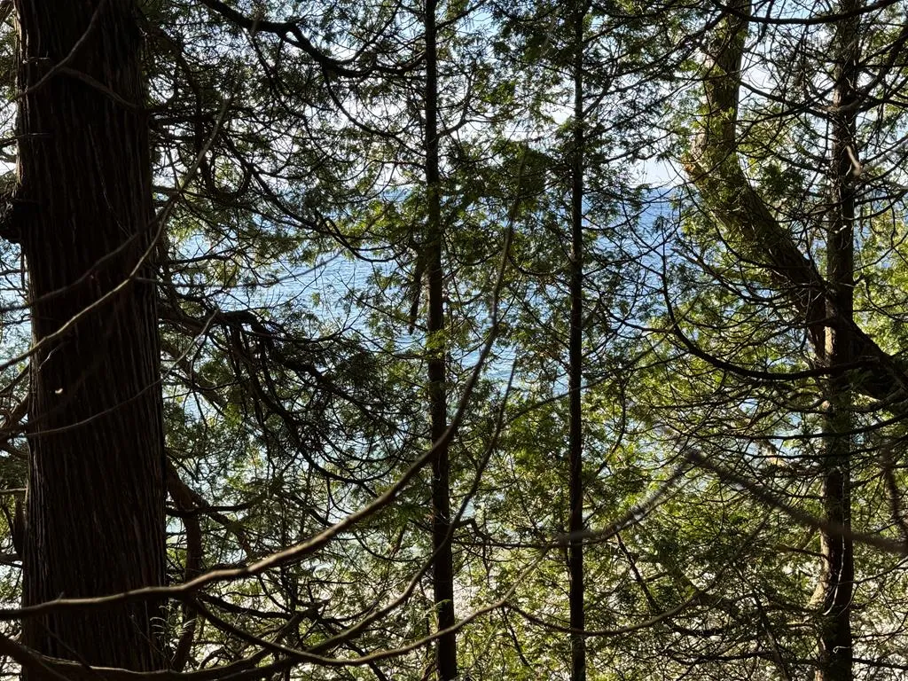 Tbd Boyers Bluff Rd, Washington Island, Wisconsin 54246, ,Unimproved Land,For Sale,Boyers Bluff Rd,144024