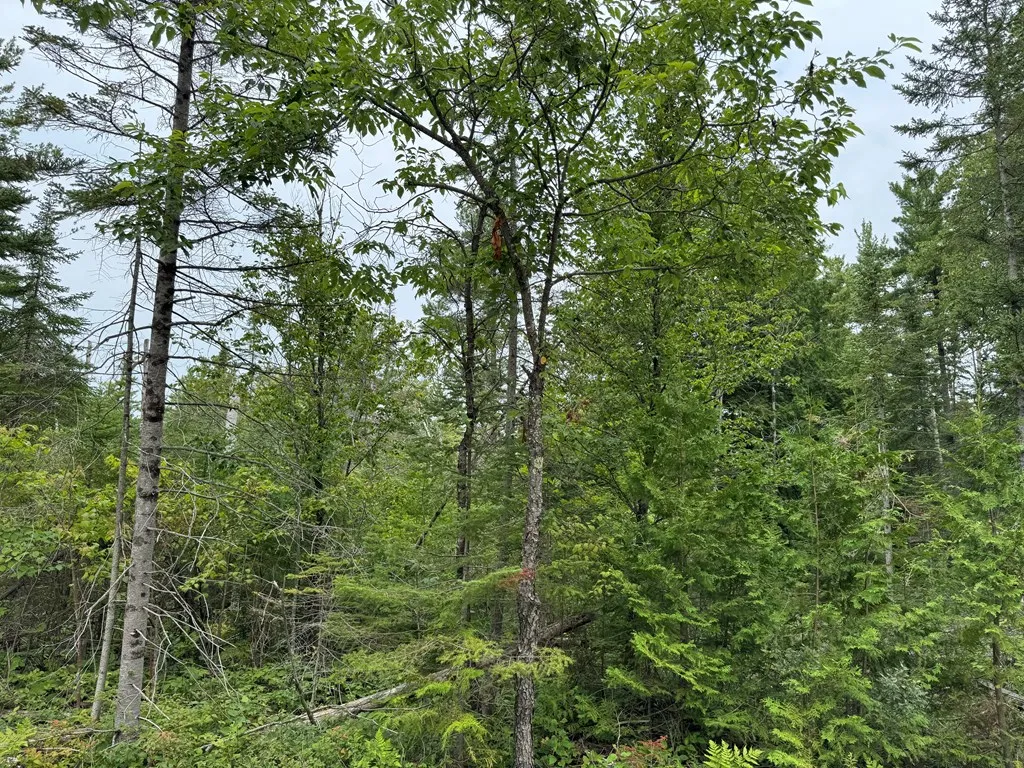 Europe Bay Rd, Ellison Bay, Wisconsin 54210, ,Unimproved Land,For Sale,Europe Bay Rd,144452