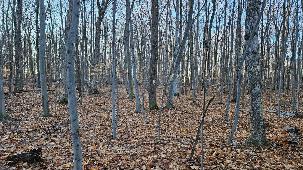 Lot #28 Daisy Patch Rd, Fish Creek Wi 54212, ,Unimproved Land,For Sale,Daisy Patch Rd,141276