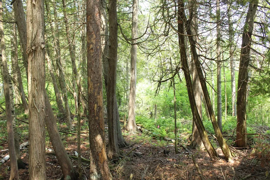 Tbd Larson Ln, Ephraim, Wisconsin 54211, ,Unimproved Land,For Sale,Larson Ln,144141