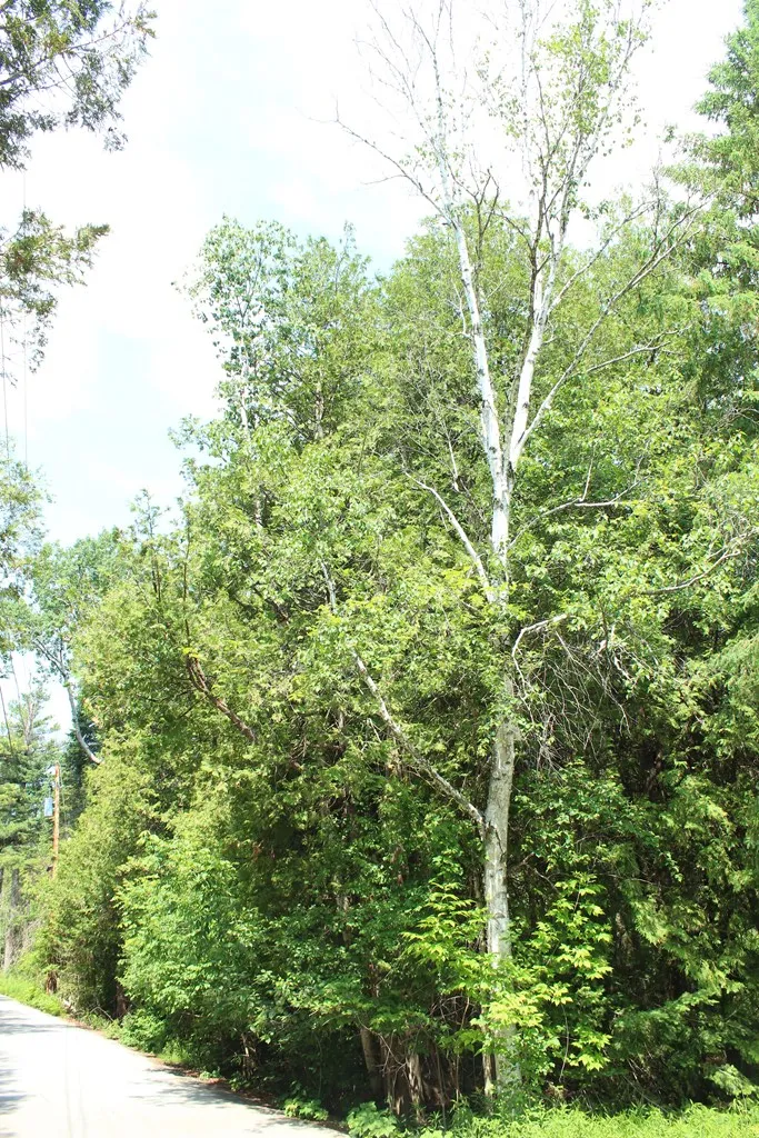 Tbd Larson Ln, Ephraim, Wisconsin 54211, ,Unimproved Land,For Sale,Larson Ln,144141