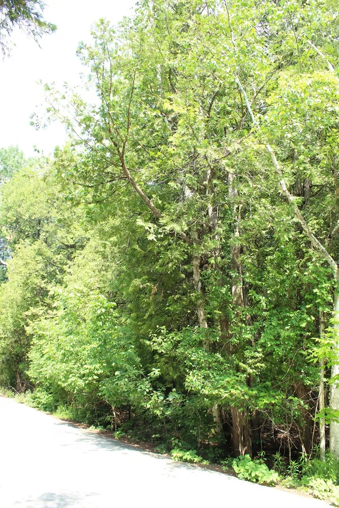 Tbd Larson Ln, Ephraim, Wisconsin 54211, ,Unimproved Land,For Sale,Larson Ln,144141