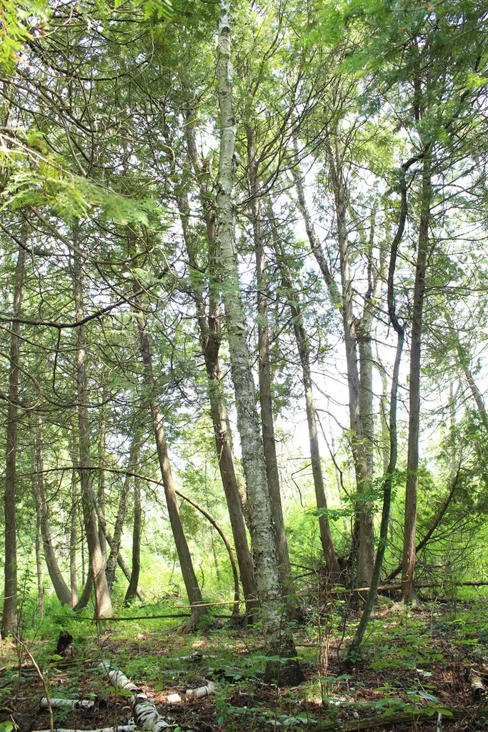 Tbd Larson Ln, Ephraim, Wisconsin 54211, ,Unimproved Land,For Sale,Larson Ln,144141