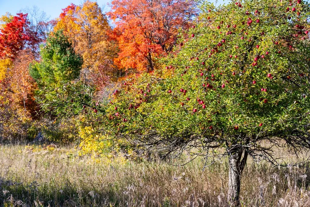 1500 Apple Tree Ln, Ellison Bay Wi 54210, ,Unimproved Land,For Sale,Apple Tree Ln,141165
