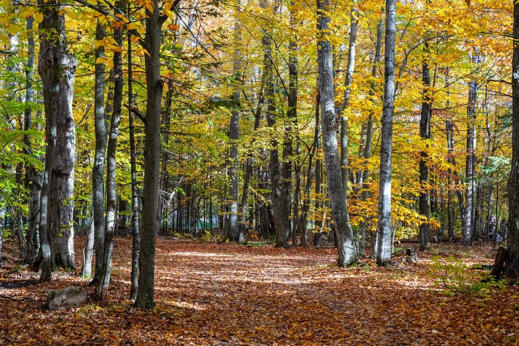1500 Apple Tree Ln, Ellison Bay Wi 54210, ,Unimproved Land,For Sale,Apple Tree Ln,141165