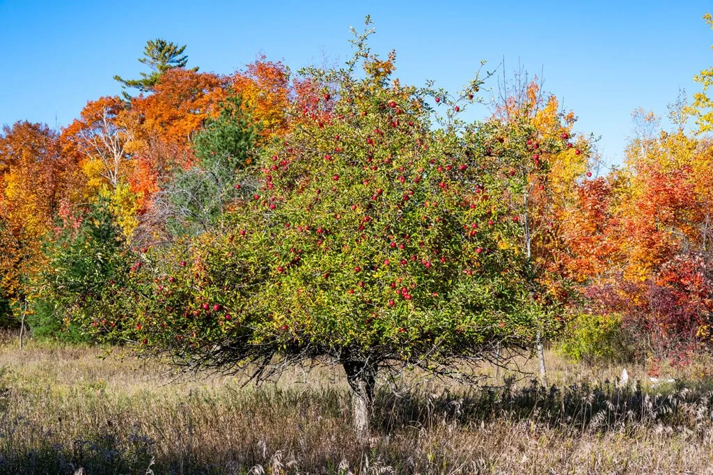 1500 Apple Tree Ln, Ellison Bay Wi 54210, ,Unimproved Land,For Sale,Apple Tree Ln,141165
