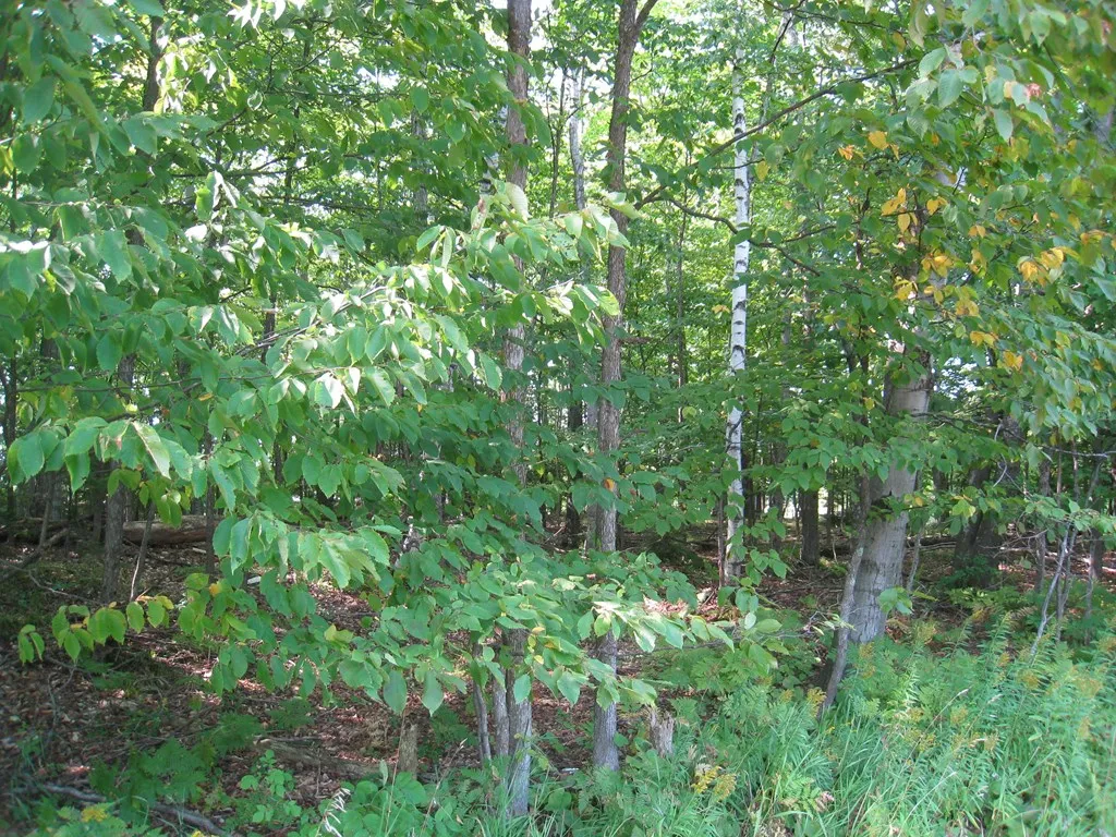 County Rd T, Egg Harbor Wi 54209, ,Unimproved Land,For Sale,County Rd T,143208