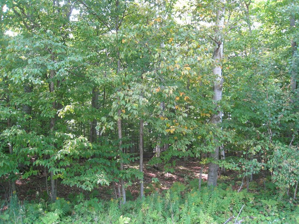 County Rd T, Egg Harbor Wi 54209, ,Unimproved Land,For Sale,County Rd T,143208