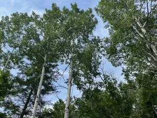 Lot 3 Idlewild Woods Dr, Sturgeon Bay, Wisconsin 54235, ,Unimproved Land,For Sale,Idlewild Woods Dr,144272
