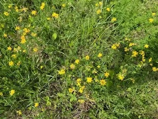 Lot 3 Idlewild Woods Dr, Sturgeon Bay, Wisconsin 54235, ,Unimproved Land,For Sale,Idlewild Woods Dr,144272