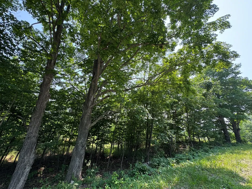 Lot 1 Division Rd, Egg Harbor, Wisconsin 54209, ,Unimproved Land,For Sale,Division Rd,144360