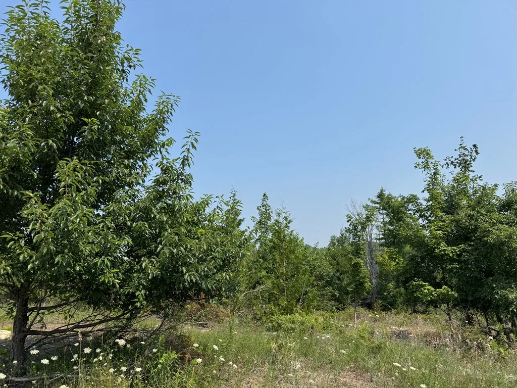 Lot 1 Division Rd, Egg Harbor, Wisconsin 54209, ,Unimproved Land,For Sale,Division Rd,144360
