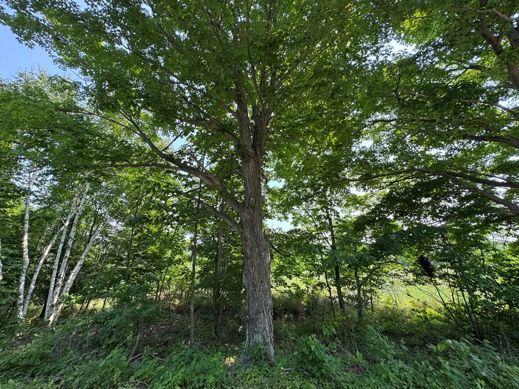 Lot 1 Division Rd, Egg Harbor, Wisconsin 54209, ,Unimproved Land,For Sale,Division Rd,144360