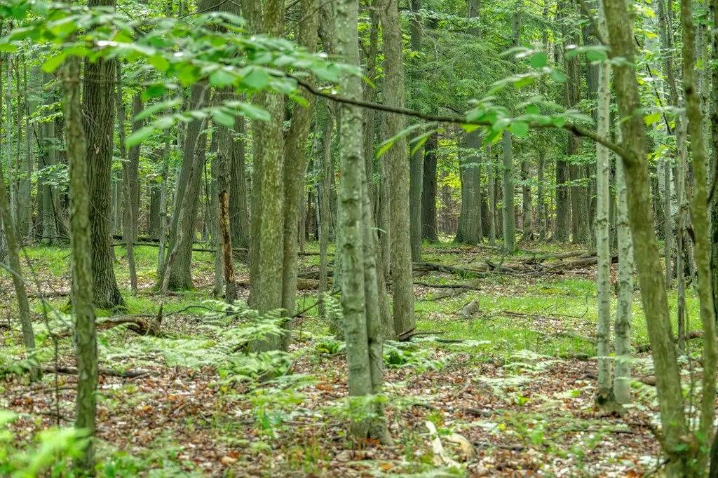 Lot 5 White Cliff Woods Ln, Fish Creek, Wisconsin 54212, ,Unimproved Land,For Sale,White Cliff Woods Ln,144175
