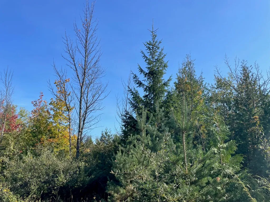 Tbd Hwy 42, Sister Bay Wi 54234, ,Unimproved Land,For Sale,Hwy 42,141074