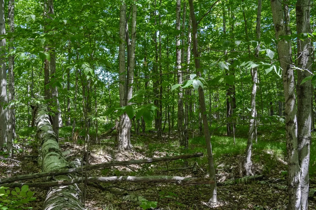 Tanglewood Ln, Fish Creek, Wisconsin 54212, ,Unimproved Land,For Sale,Tanglewood Ln,144197