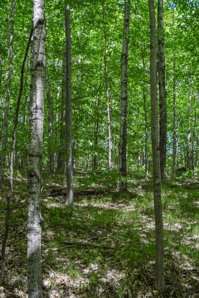 Tanglewood Ln, Fish Creek, Wisconsin 54212, ,Unimproved Land,For Sale,Tanglewood Ln,144197