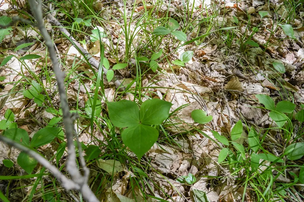 Tanglewood Ln, Fish Creek, Wisconsin 54212, ,Unimproved Land,For Sale,Tanglewood Ln,144197