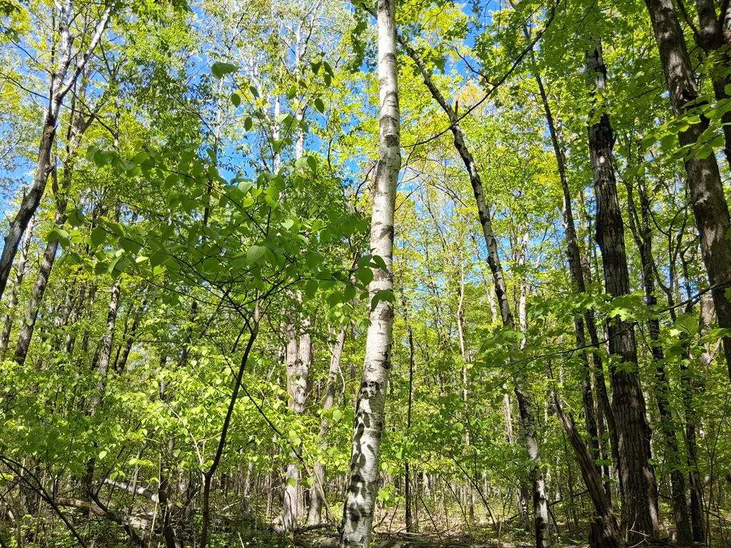 Lot 8 High Bluff Estates Rd, Sturgeon Bay, Wisconsin 54235, ,Unimproved Land,For Sale,High Bluff Estates Rd,143972