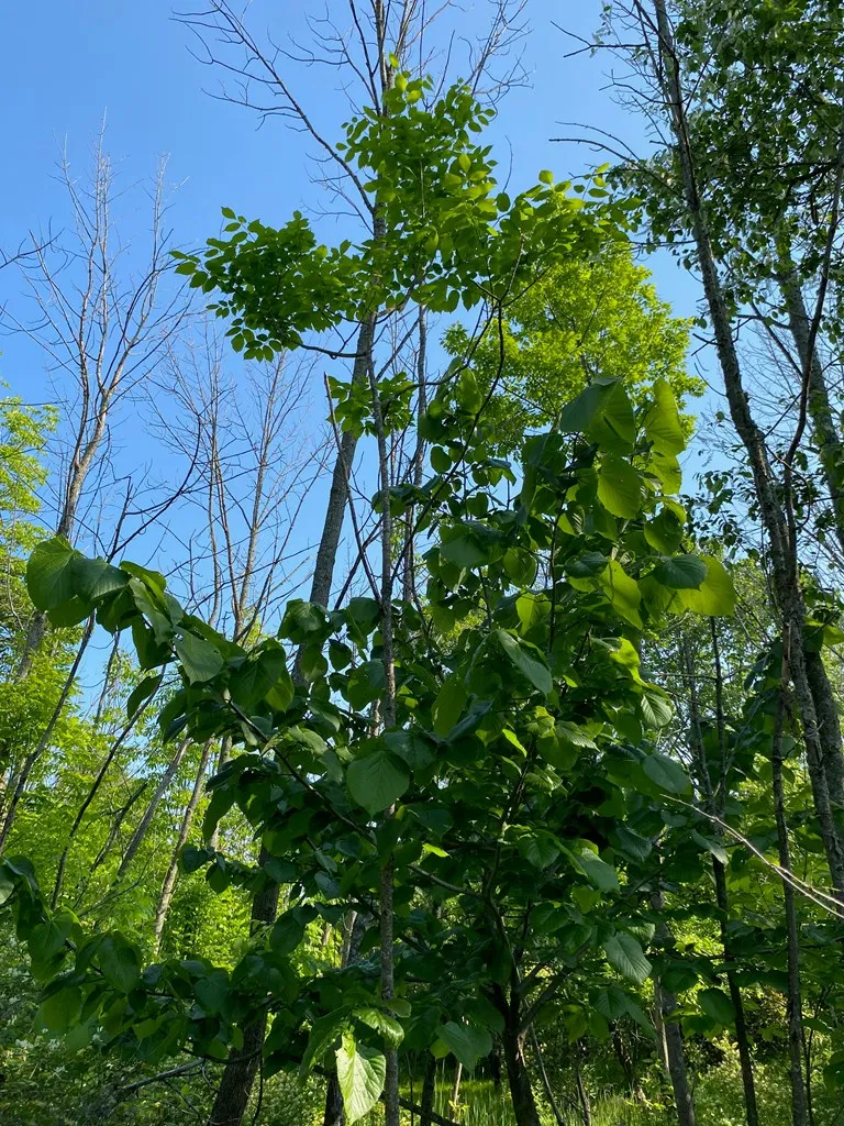 Sturgeon Bay, WI 54235, ,Unimproved Land,For Sale,144192