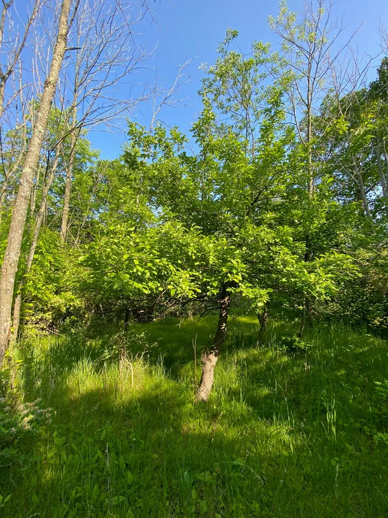Sturgeon Bay, WI 54235, ,Unimproved Land,For Sale,144192