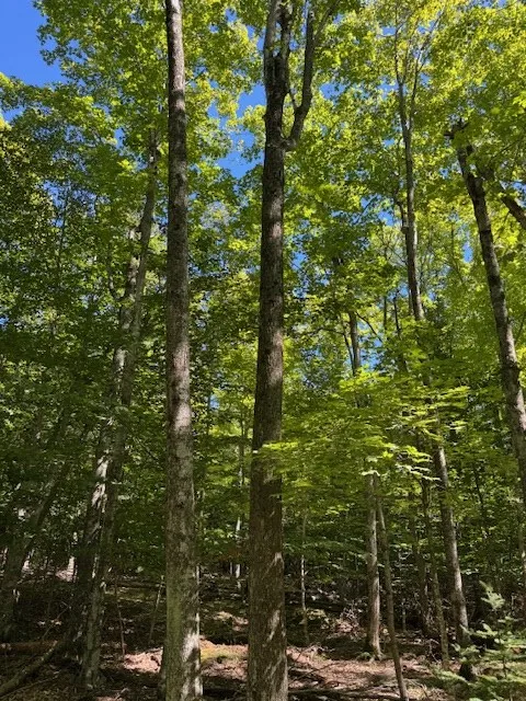 Tbd Fawn Ln, Gills Rock, Wisconsin 54210, ,Unimproved Land,For Sale,Fawn Ln,144477