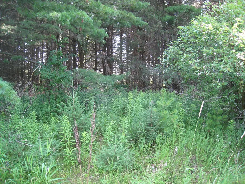Lot 4 Hainesville Rd, Sturgeon Bay, Wisconsin 54235, ,Unimproved Land,For Sale,Hainesville Rd,144304
