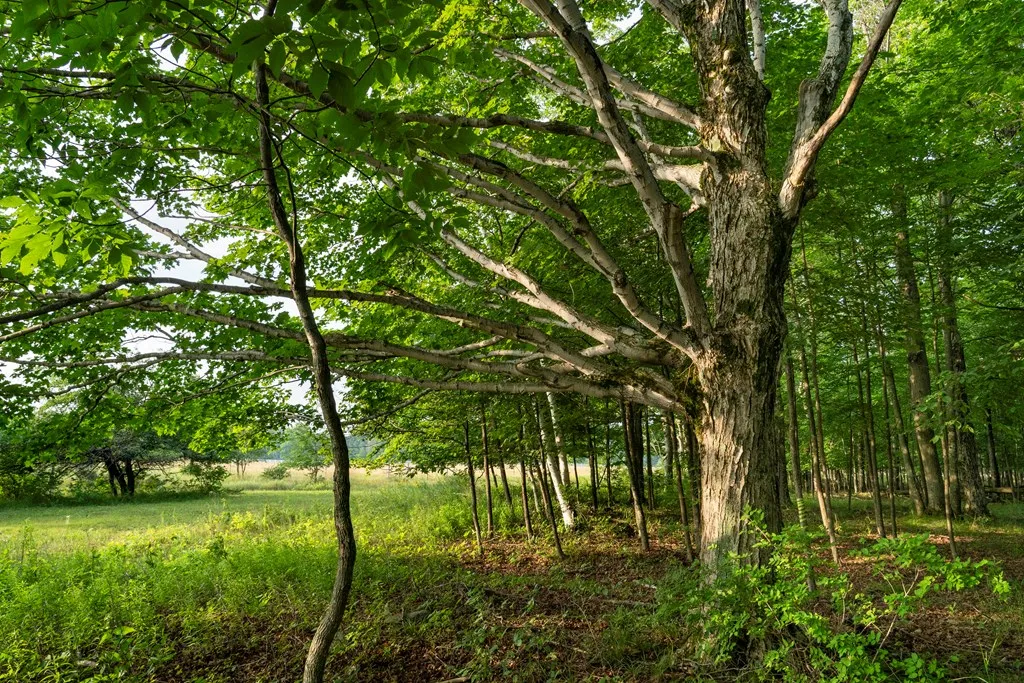Tbd Kiehnau Rd, Egg Harbor, Wisconsin 54209, ,Unimproved Land,For Sale,Kiehnau Rd,144379