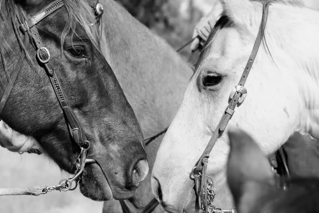 Horse Farm