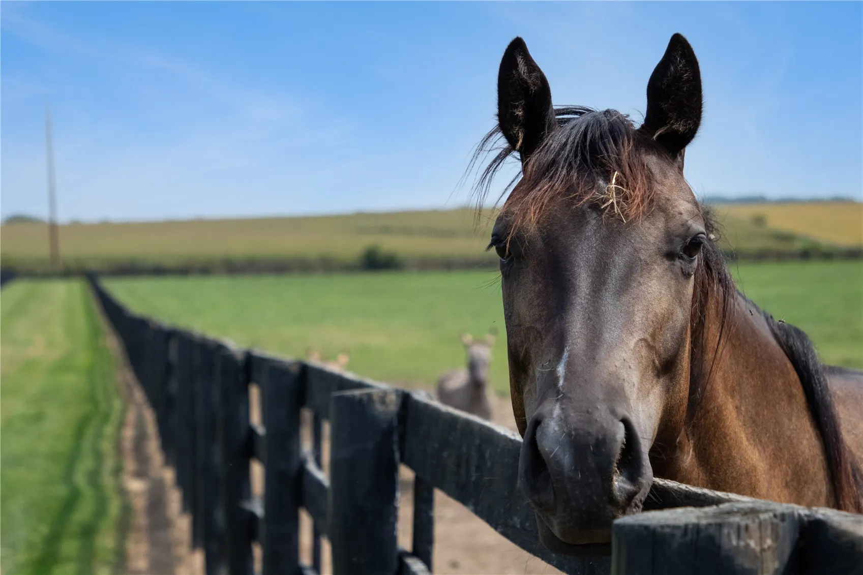 Horse Zoning