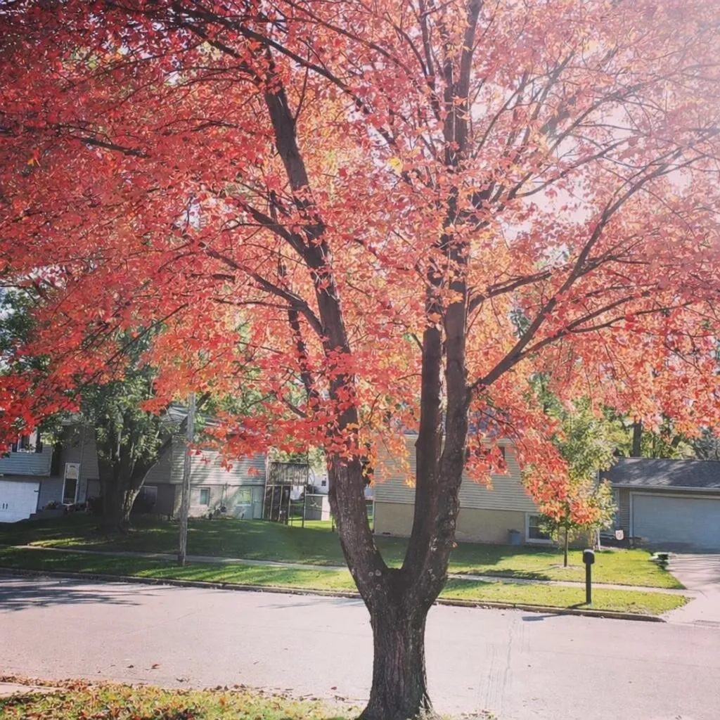 Fall photo of tree provided by seller.