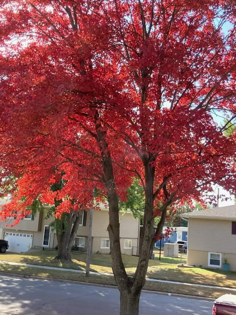 Fall photo of tree provided by seller.